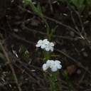 Cryptantha-sp-mariposae-in-meadow-Hwy41-leaving-Yosemite-2010-05-27-IMG 5917