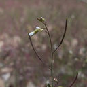 Gayophytum-sp-diffusum-Yosemite-Valley-2010-05-24-IMG 5603