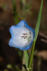 Nemophila-menziesii-baby-blue-eyes-Hwy-42-Yosemite-2010-05-27-IMG 1041