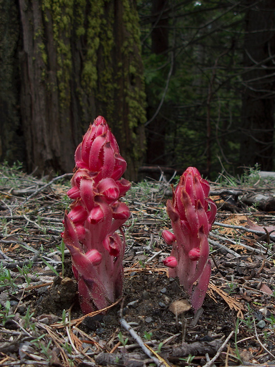 Sarcodes-sanguinea-snowplant-Hwy-41-leaving-Yosemite-2010-05-27-IMG 5951