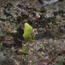 Streptanthus-tortuosus-shieldplant-growing-in-wet-rocks-W-Yosemite-2010-05-23-IMG 5589
