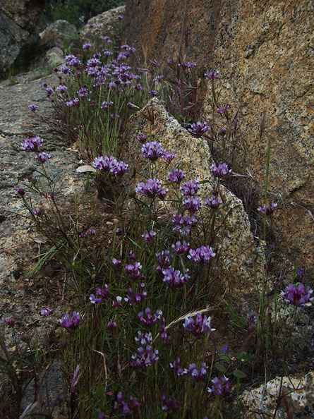 Trifolium-variegatum-white-tipped-clover-W-Yosemite-2010-05-23-IMG_5577.jpg