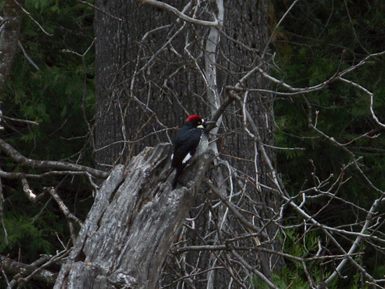 acorn-woodpecker-Yosemite-Valley-2010-05-24-IMG_5611.jpg