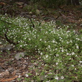 indet-white-5-merous-sympetalous-herb-near-Tunnel-View-Yosemite-2010-05-26-IMG_5826.jpg