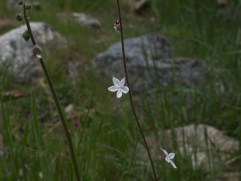 indet-white-sparse-flowered-stem-at-seep-near-Tunnel-View-Yosemite-2010-05-26-IMG_5819.jpg