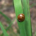 ladybug-ten-spotted-Yosemite-Valley-2010-05-25-IMG 5733
