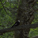 white-headed-woodpecker-streamside-Yosemite-2010-05-24-IMG 5662