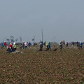agricultural-workers-pulling-up-plastic-sheeting-from-strawberry-field-2012-07-11-IMG 2211