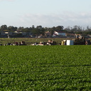 celery-harvesters-Oxnard-2010-12-29-IMG 6840