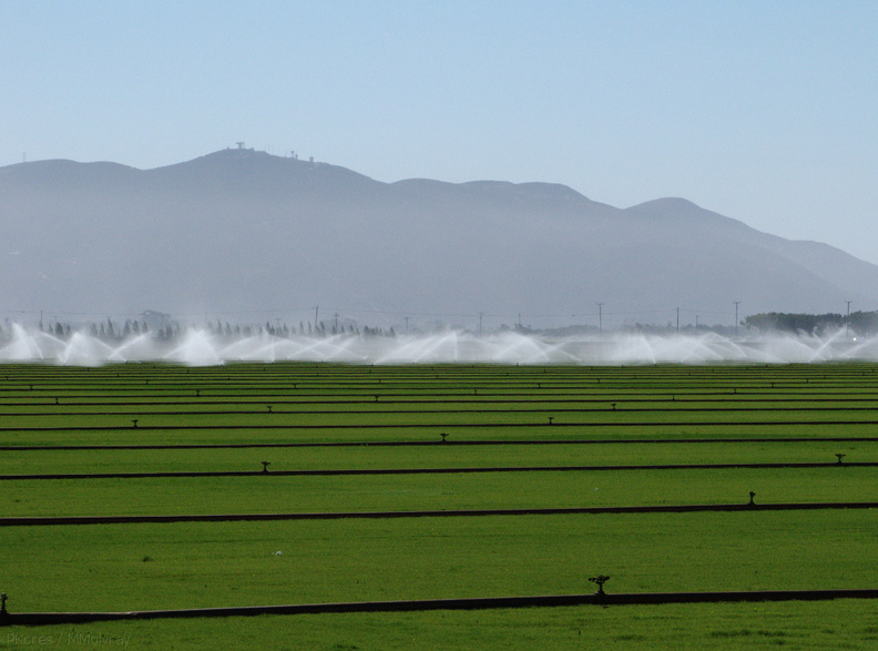irrigating-sod-farm-2009-08-05-IMG_3260.jpg
