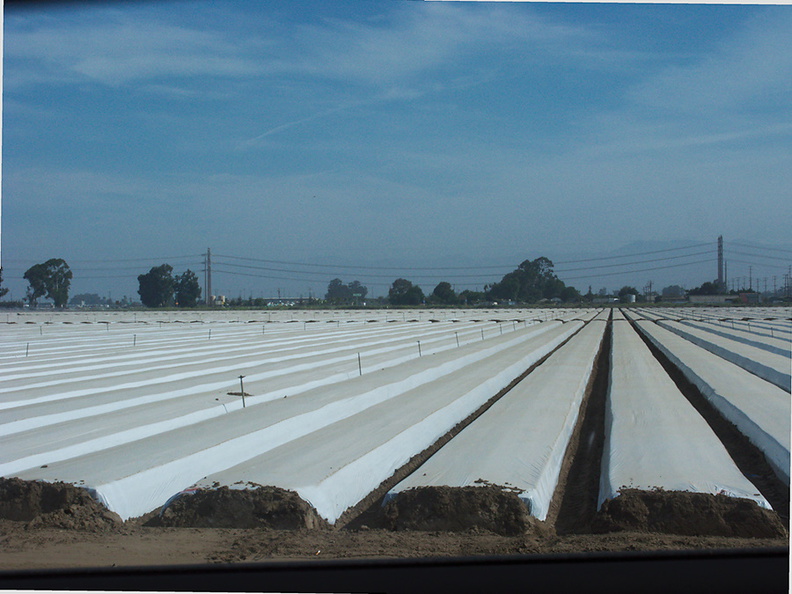 plastic-sheeting-on-strawberry-field-before-planting-2012-07-11-IMG_2212.jpg