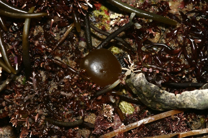 brown-alga-bubble-Pt-Dume-Malibu-2007-12-23-img_5765.jpg