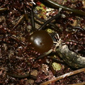 brown-alga-bubble-Pt-Dume-Malibu-2007-12-23-img 5765