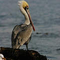 brown-pelican-dume-06