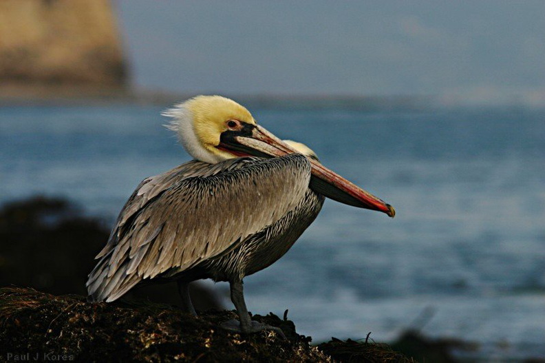 brown-pelican-dume-16.jpg