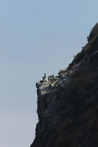 brown-pelican-rookery-Point-Dume-tide-pools-2012-07-02-IMG_5793.jpg