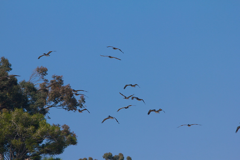 brown-pelicans-flying-Point-Dume-tide-pools-2012-07-02-IMG_5830.jpg