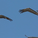 brown-pelicans-flying-Point-Dume-tide-pools-2012-07-02-IMG 5837