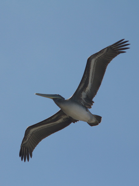 brown-pelicans-flying-Point-Dume-tide-pools-2012-07-02-IMG_5838.jpg