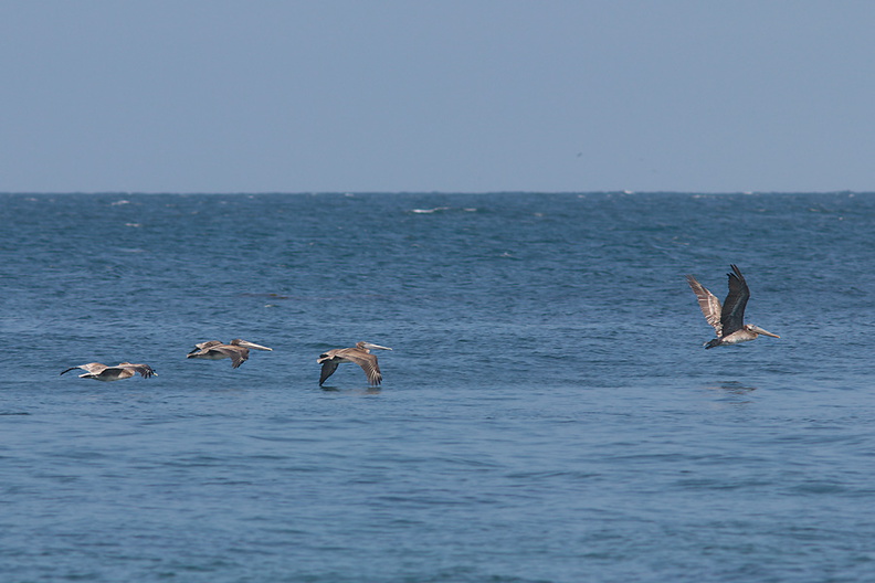 brown-pelicans-flying-Point-Dume-tide-pools-2012-07-02-IMG_5845.jpg