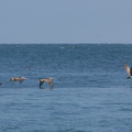 brown-pelicans-flying-Point-Dume-tide-pools-2012-07-02-IMG 5845