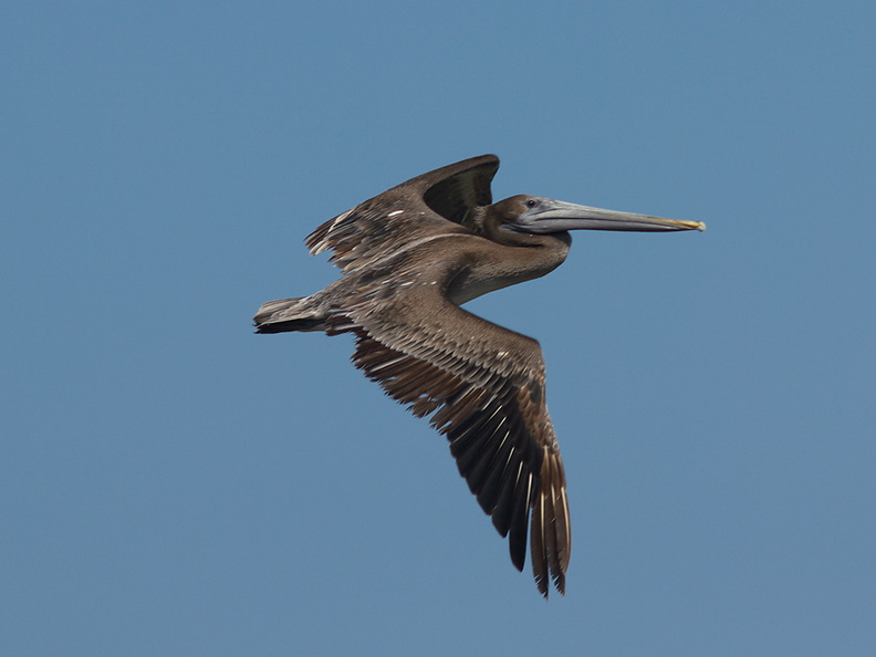 brown-pelicans-flying-Point-Dume-tide-pools-2012-07-02-IMG_5850.jpg