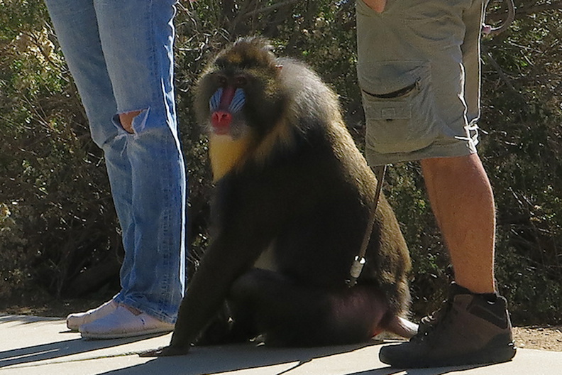 forest-mandrill-Malibu-beach-park-2014-11-06-IMG_4197.jpg