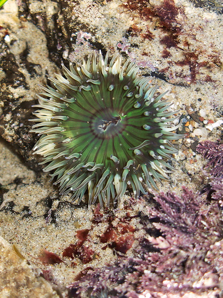 green-anemone-Pt-Dume-2011-01-18-IMG_6922.jpg