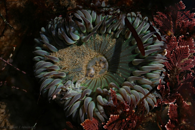green-anemone-Pt-Dume-Malibu-2007-12-23-img_5740.jpg