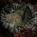 green-anemone-Pt-Dume-Malibu-2007-12-23-img 5740
