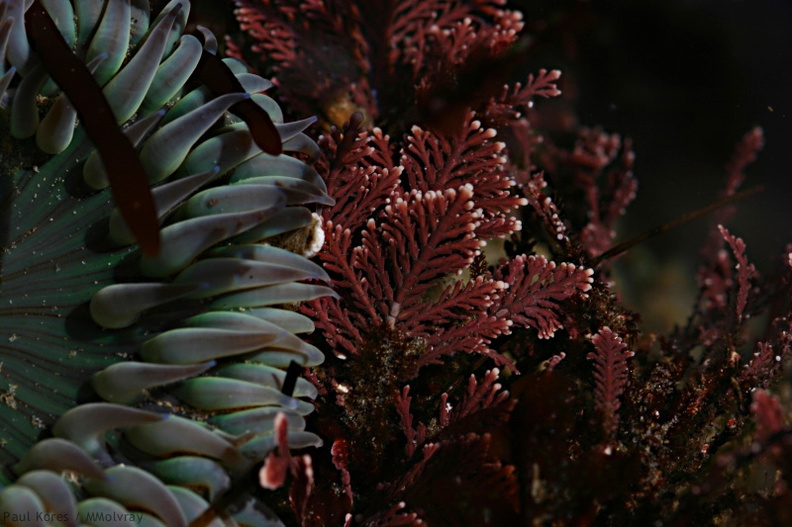 green-anemone-red-alga-Pt-Dume-Malibu-2007-12-23-img_5741.jpg