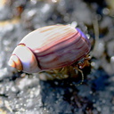 hermit-crab-pink-shell-dume-tide-pools-4