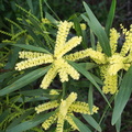 indet-Salicaceae-horticultural-road-near-Pt-Dume-2011-01-18-IMG 6928