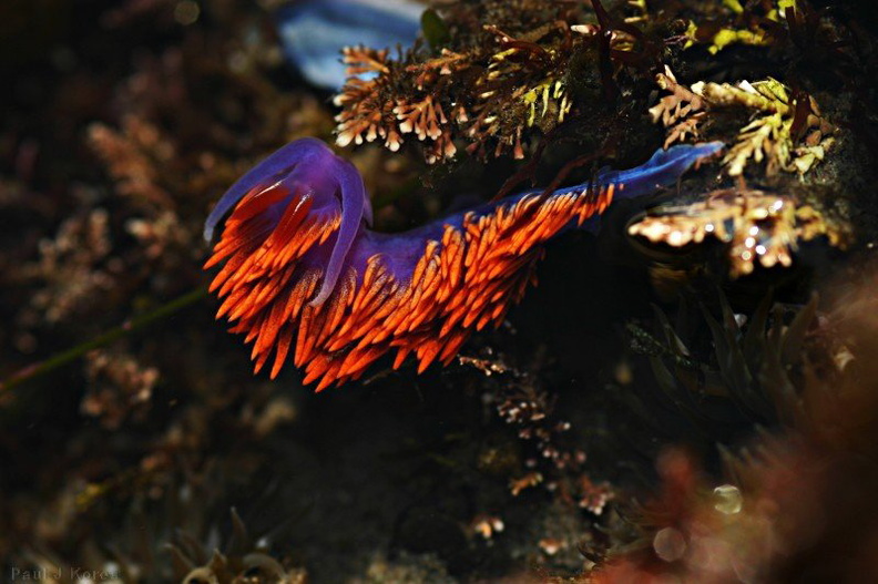 nudibranch-orange-blue-dume-6.jpg