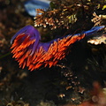 nudibranch-orange-blue-dume-6