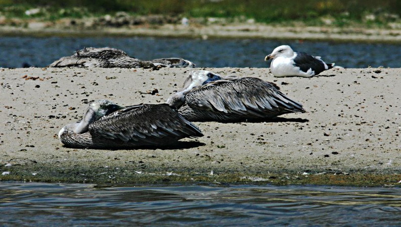 pelicans-sandbar-malibu-5-sm.jpg