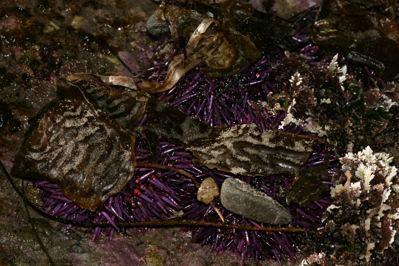 purple-urchins-camouflaged-in-kelp-Pt-Dume-Malibu-2007-12-23-img_5766.jpg
