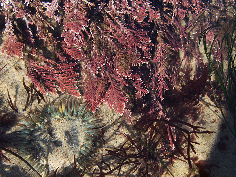 red-coralline-algae-Pt-Dume-2011-01-18-IMG_6912.jpg