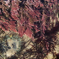 red-coralline-algae-Pt-Dume-2011-01-18-IMG 6912