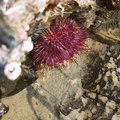 red-urchin-tube-feet-extended-Pt-Dume-2011-01-18-IMG 6920