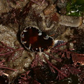 sea-squirts-Pt-Dume-Malibu-Pyura-sp-2007-12-23-img 5764