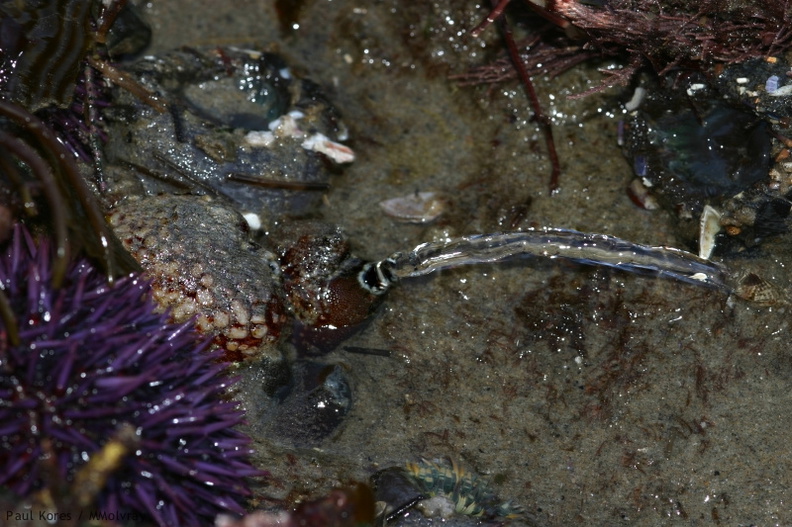 sea-squirts-Pt-Dume-Malibu-Pyura-sp-2007-12-23-img_5780.jpg