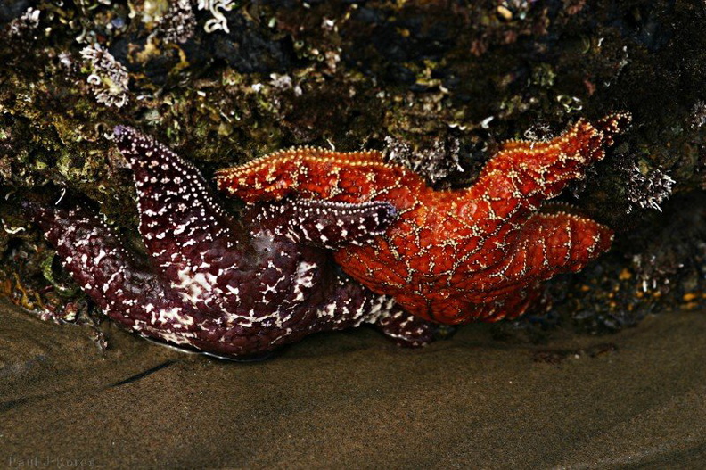 starfish-red-orange-dume.jpg