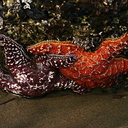 starfish-red-orange-dume