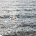 whales-western-grey-breech2