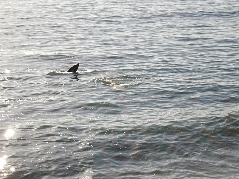 whales-western-grey-fluke_tip6.jpg