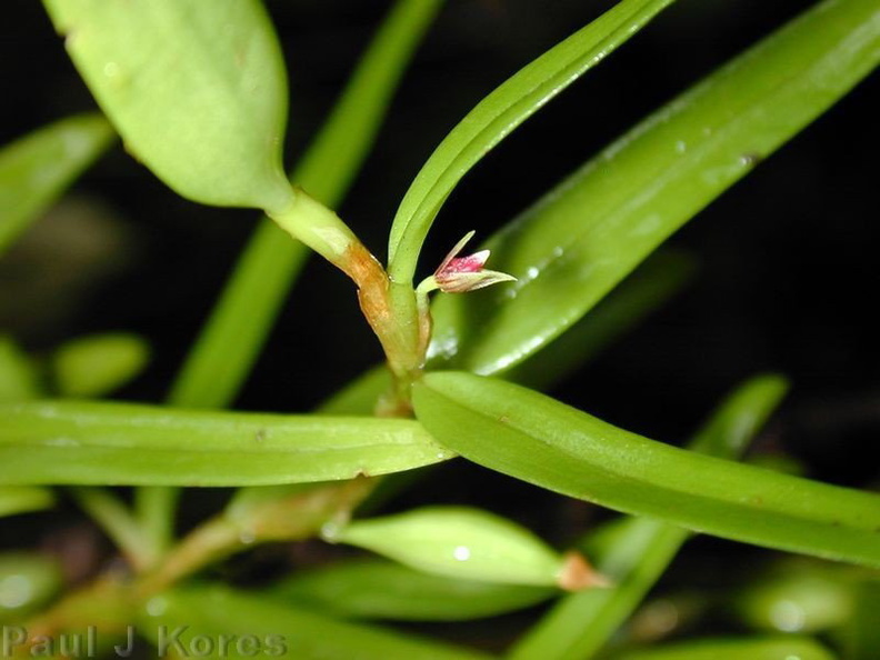 Bulbophyllum-betchei-fl1-Lavena-2000-Nov-Dec.jpg