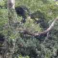 Dendrobium-tokai-Lavena-2000-Nov-Dec