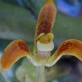 Pseuderia-platyphylla-fl2-2000-Nov-Dec