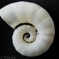 Taveuni-spiral-shell-2000-Nov-Dec